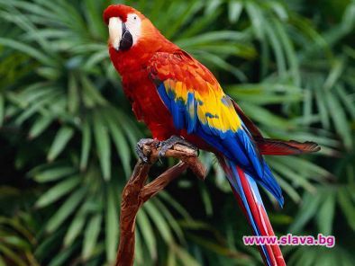 Изгубен папагал съобщи адреса си