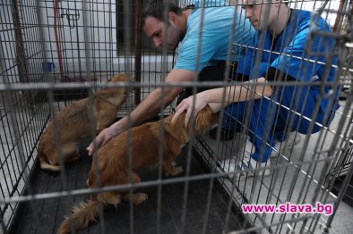 Мащабна програма за кастрация на бездомни животни стартира в Букурещ