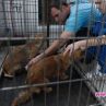 Мащабна програма за кастрация на бездомни животни стартира в Букурещ