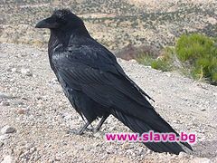 Гарвани нападат софиянци