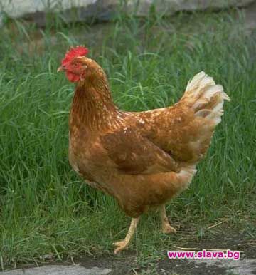 Четири лапи: България спази директивата на ЕК за защита на кокошките-носачки