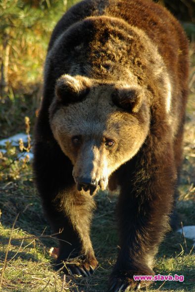 Приспаха най-възрастната мечка в парка в Белица