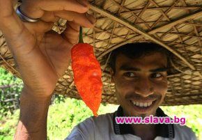 Индийски фермери отглеждат люти чушки за армията