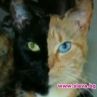 Котка с две лица се пръкна в Плевен 