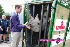 Принц Уилям: Спрете убийствата на носорози!