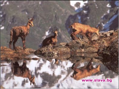 Министър Нона налива милиони на Зеления октопод 