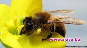 Дизеловите газове пречат на пчелите в опрашването