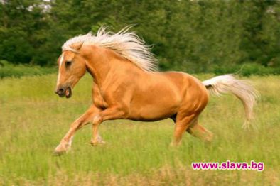 Какъв талисман да изберем за новата година