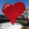 Най-голямото сърце за Св.Валентин цъфна в Бургас