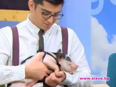 Дариха прасенце на Сашо Кадиев в ефир