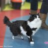 Първата “бионик” котка в България