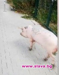 Прасе на дефиле в центъра на столицата