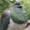 Гълъб със склонност към пиянство избран за Птица на годината в Нова Зеландия