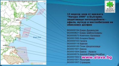 Делфините в България тази година са най-много в района на Калиакра