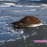 Мъртви крави вместо хора на плажа