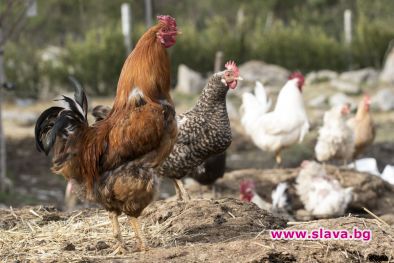 Милион и половина европейци искат забрана на клетките за селскостопански животни