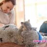 Бебе коала не спря да гушка майка си по време на операция