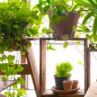 Лекари предписват домашни растения срещу тревожност и депресия