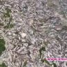 Тонове мъртва риба покриха брега на Варненското езеро