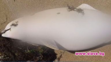 Морето изхвърли два мъртви делфина край Созопол