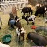 Майли Сайръс се отказа от веганството