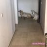 Избягали кози в Оазис 1 в Пловдив