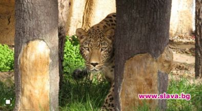 В Софийския зоопарк вече има и женски персийски леопард