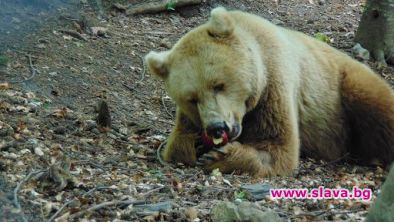 Нов обитател в Парка за танцуващи мечки
