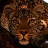 Месец на големите котки по National Geographic WILD