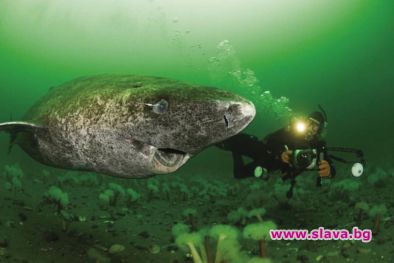 Учените откриха 400-годишна гренландска акула