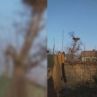 Щъркели останаха без гнездо, дървото им било отрязано за огрев