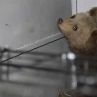 Показаха спасеното мече, открито само на дърво в Смолянско (ВИДЕО)