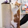 Защо котките ни драскат, как ни показват обич, какво и как мислят: Учените
