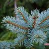 Иглички от елха и бор срещу инсулт и липса на витамини