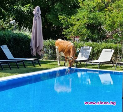 Крави пият вода от басейните на хотелите в Слънчев бряг