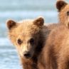 Дивата Америка и Неопитомените големи езера по Viasat Nature 
