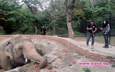 Шер спасява слонове от Исламабад и Лос Анджелис