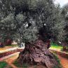 3500 г: Най-старата маслина в света, Крит