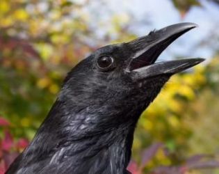 Враните могат да броят „на глас“ точно като хората: Проучване