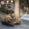 Световен ден на бездомните животни: ЧЕТИРИ ЛАПИ апелира за хуманно отношение към изоставените