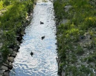 Патици в Перловската река: ФОТО НА ДЕНЯ