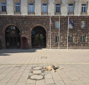 Бездомните кучета се връщат в центъра на София след 12 г.