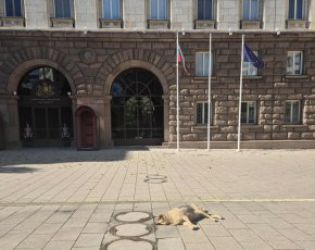 Бездомните кучета се връщат в центъра на София след 12 г.