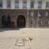 Бездомните кучета се връщат в центъра на София след 12 г.