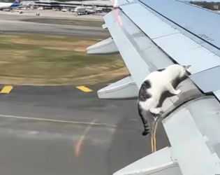 Котка върху горещо крило на самолет (Видео)