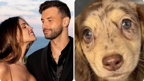 Гришо харчи 900 евро на месец за новия си домашен любимец