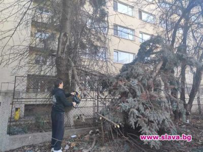 slava.bg : Депутат окастри дървета пред старчески дом